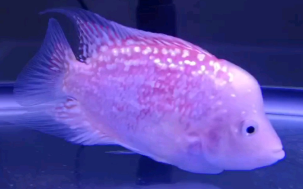 雪山罗汉鱼,到家第一天,仙气飘飘的感觉