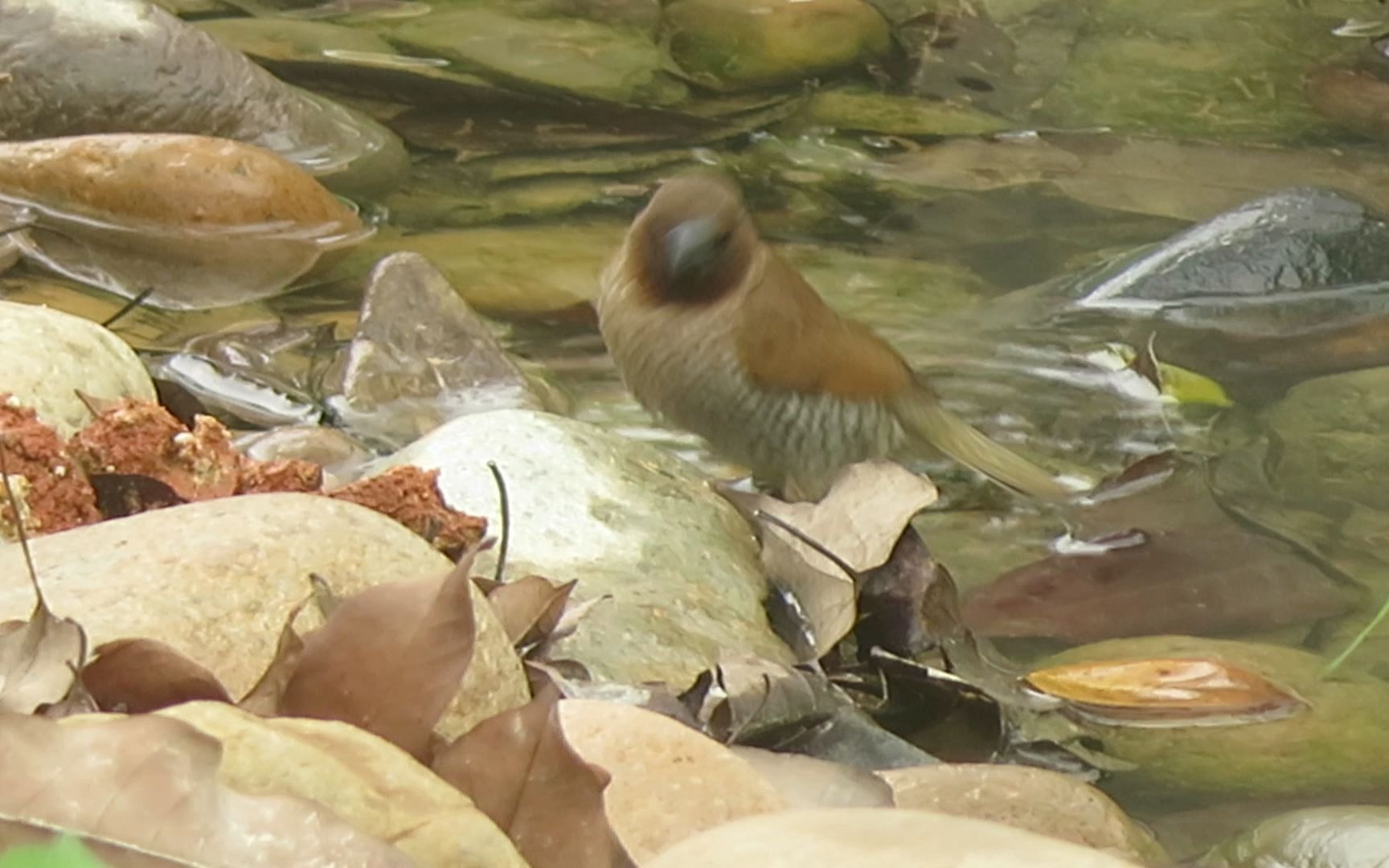 洗澡澡的斑文鸟