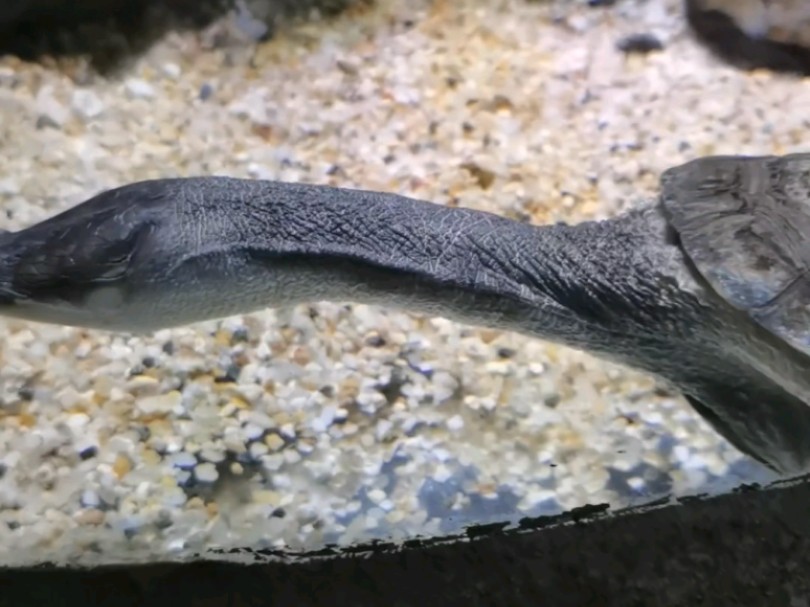 温州极地海洋世界长颈龟 鱼!