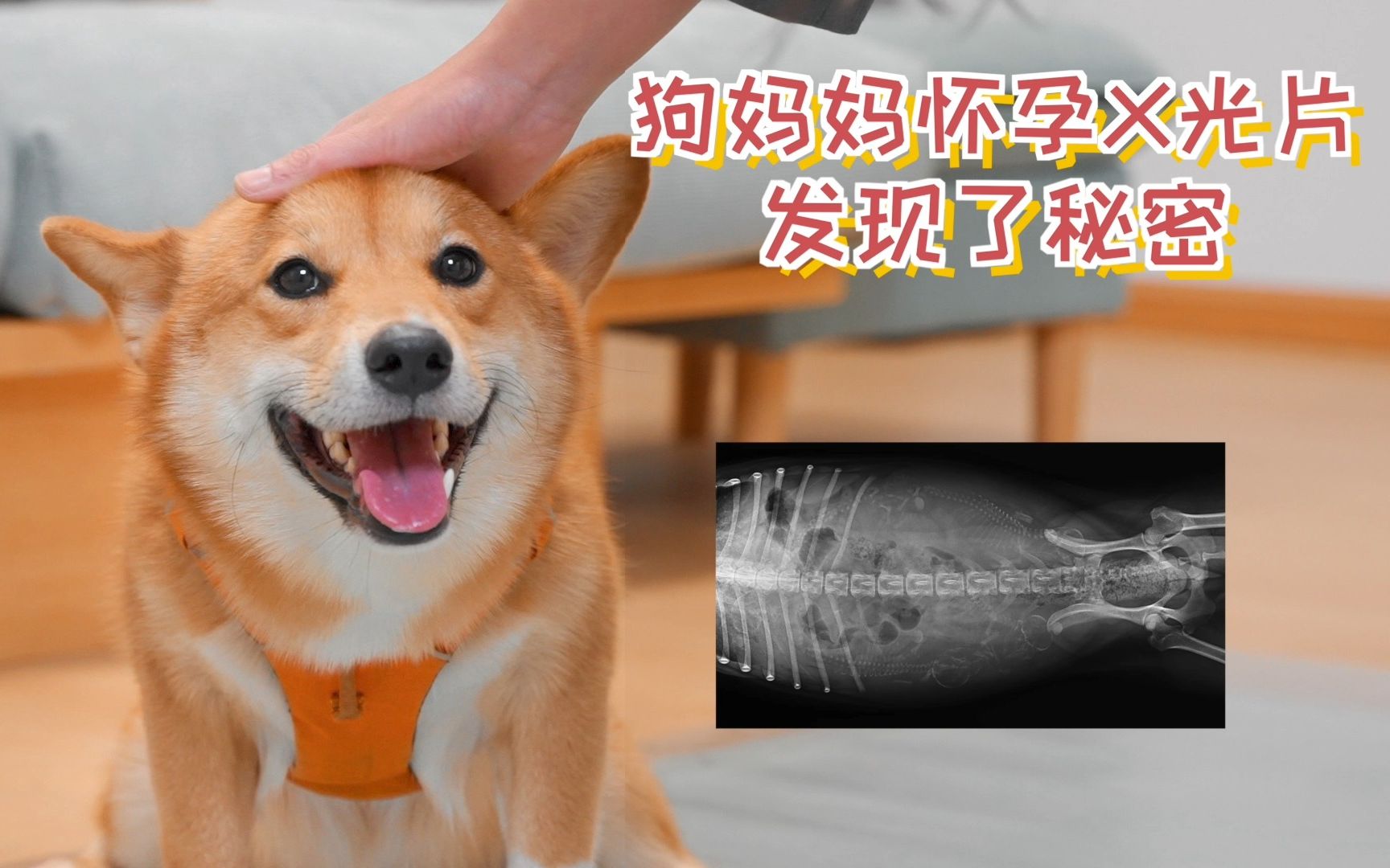 狗狗怀孕x光图片