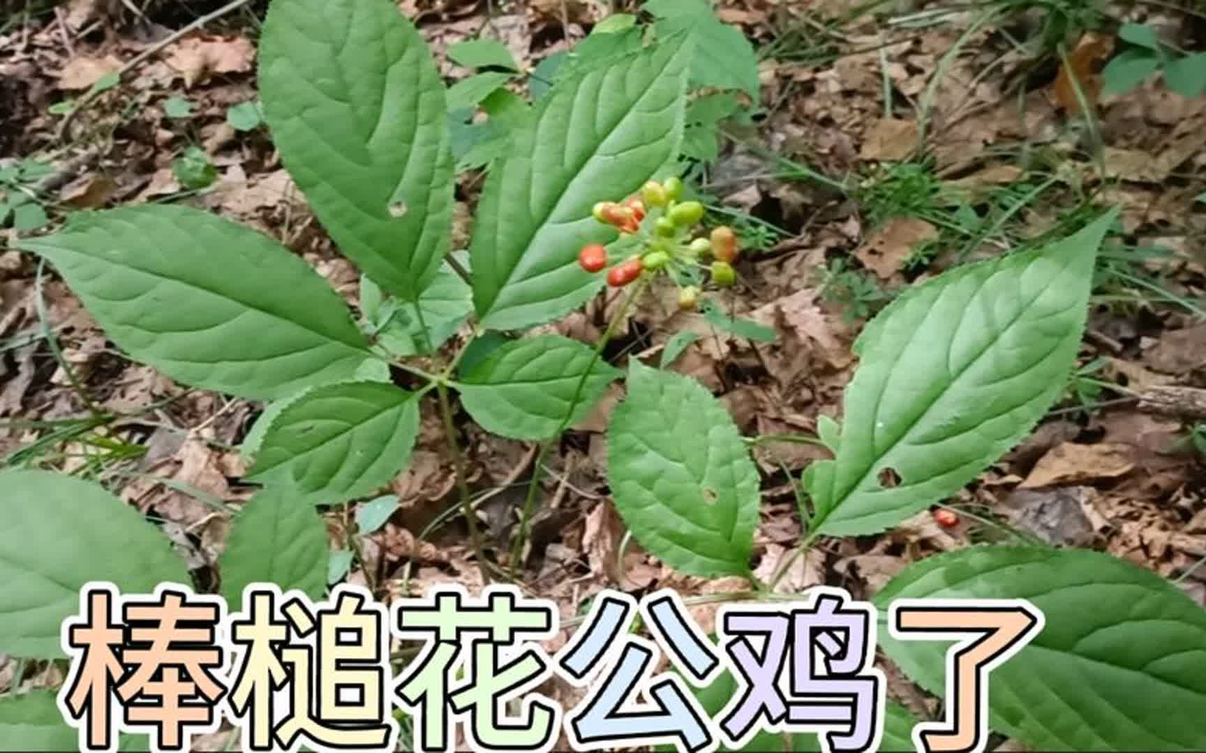 [图]小陈在山里找野外飞籽参，发现一棵花公鸡，小货长的还挺像样