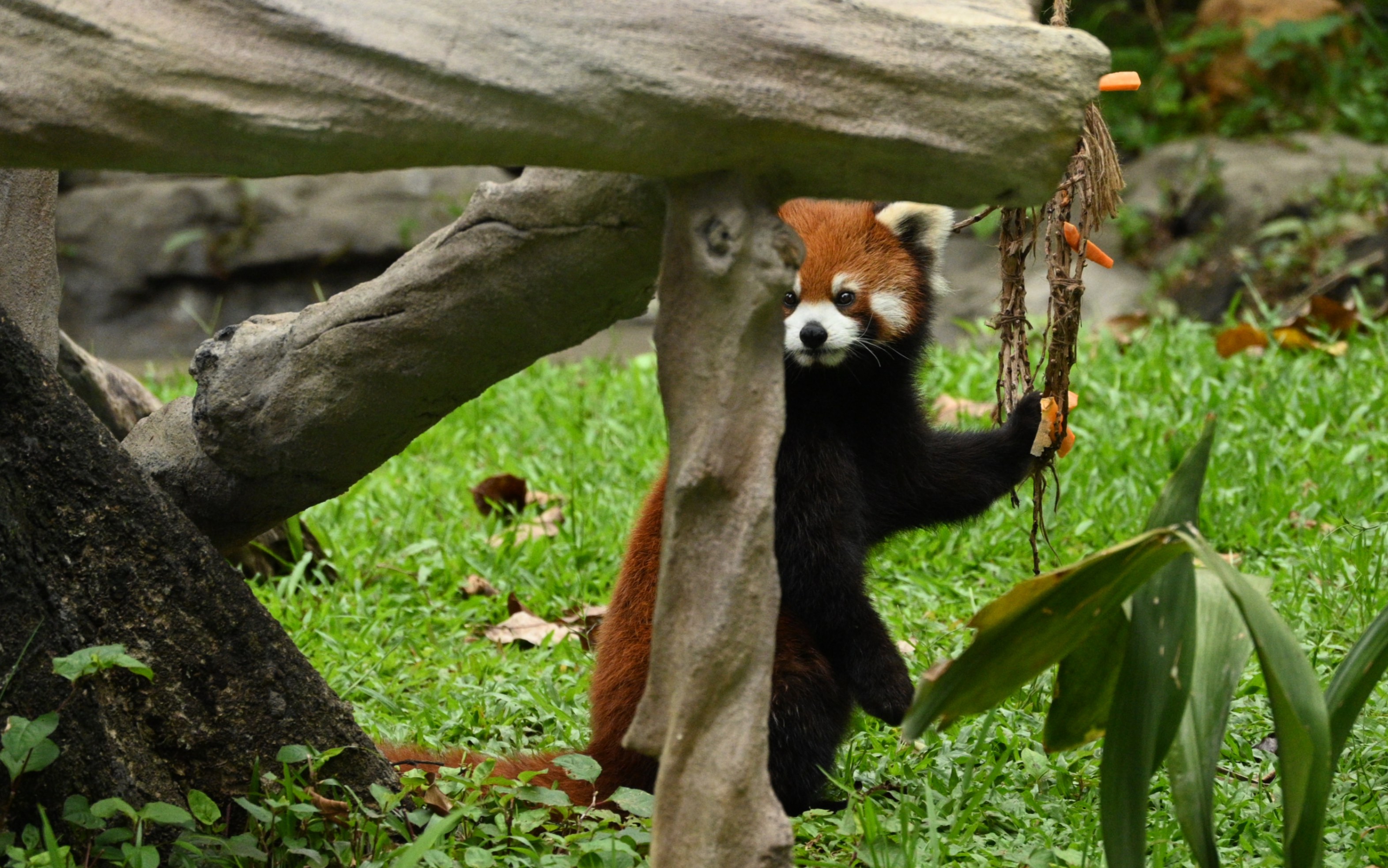 小熊猫跑步真是踩到心巴上了