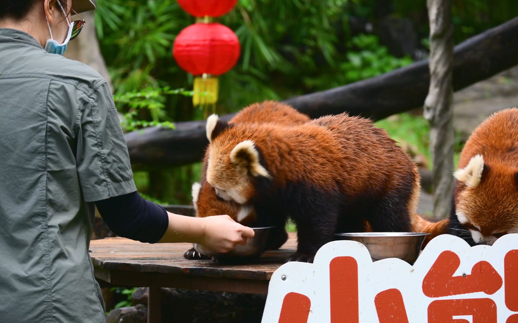 【广动小熊猫】雯雪打架,康康大风车旋转