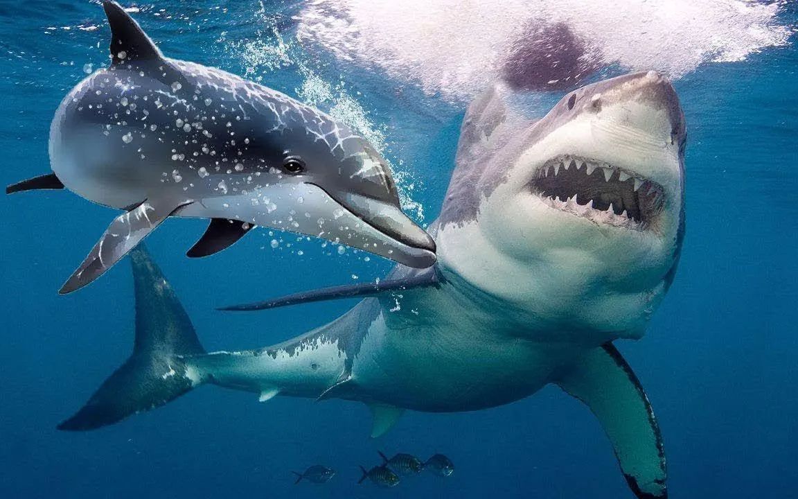 鲨鱼为什么害怕海豚?