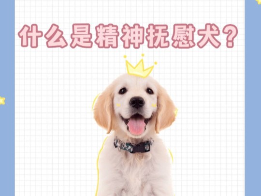 什么是精神抚慰犬哔哩哔哩bilibili