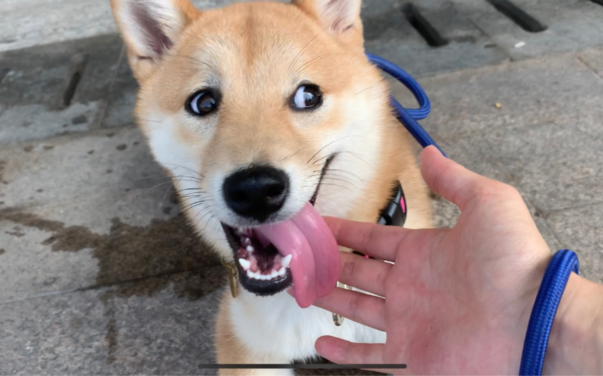 沉浸式rua狗 运动量够了眼神就温顺了,运动量不够回家就要拆家咬人