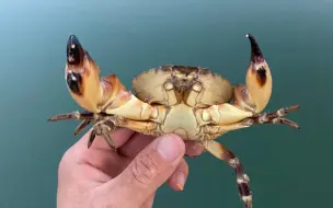 Скачать видео: 加勒比海野采(4）节肢动物特辑