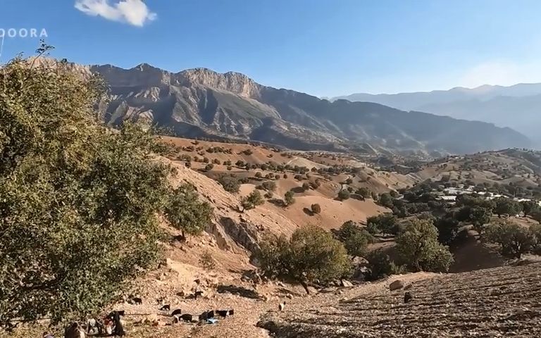 橡子收获季节到了,全家老少上山采橡子伊朗游牧村庄哔哩哔哩bilibili