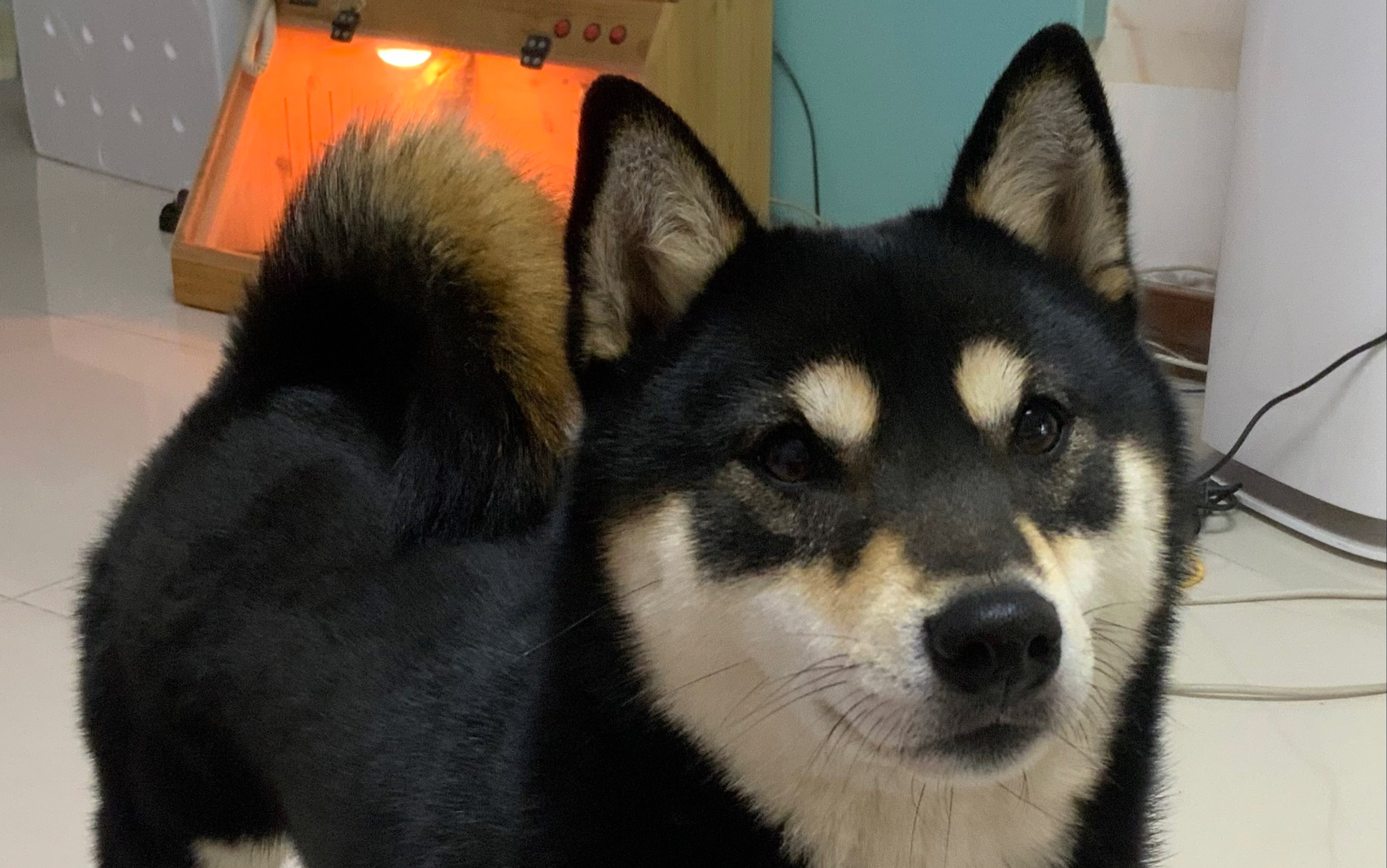 这期是逗猫视频,下期拍的是我家黑柴的所有技能,视频将在下午发布