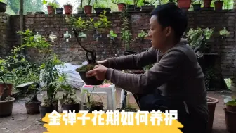 Download Video: 金弹子花期如何养护？做好这几点，来年丰果