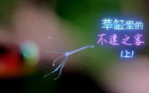 Download Video: 【水族】草缸中的那些不速之客（上）水虿/水螅/水蛭/蛋白虫…