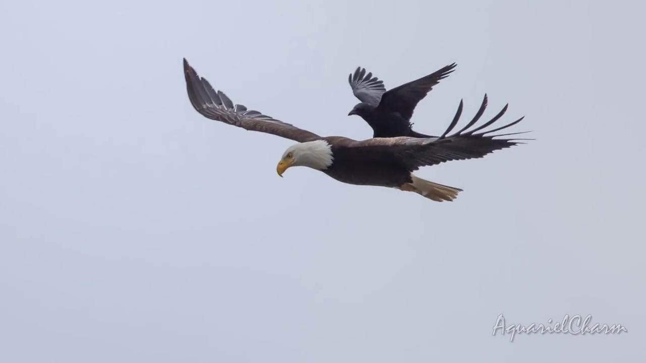 乌鸦坐老鹰