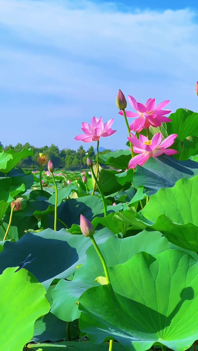 既然去不了诗和远方,那就去荷塘走走,吹一吹风,看看蓝天白云,感受一下