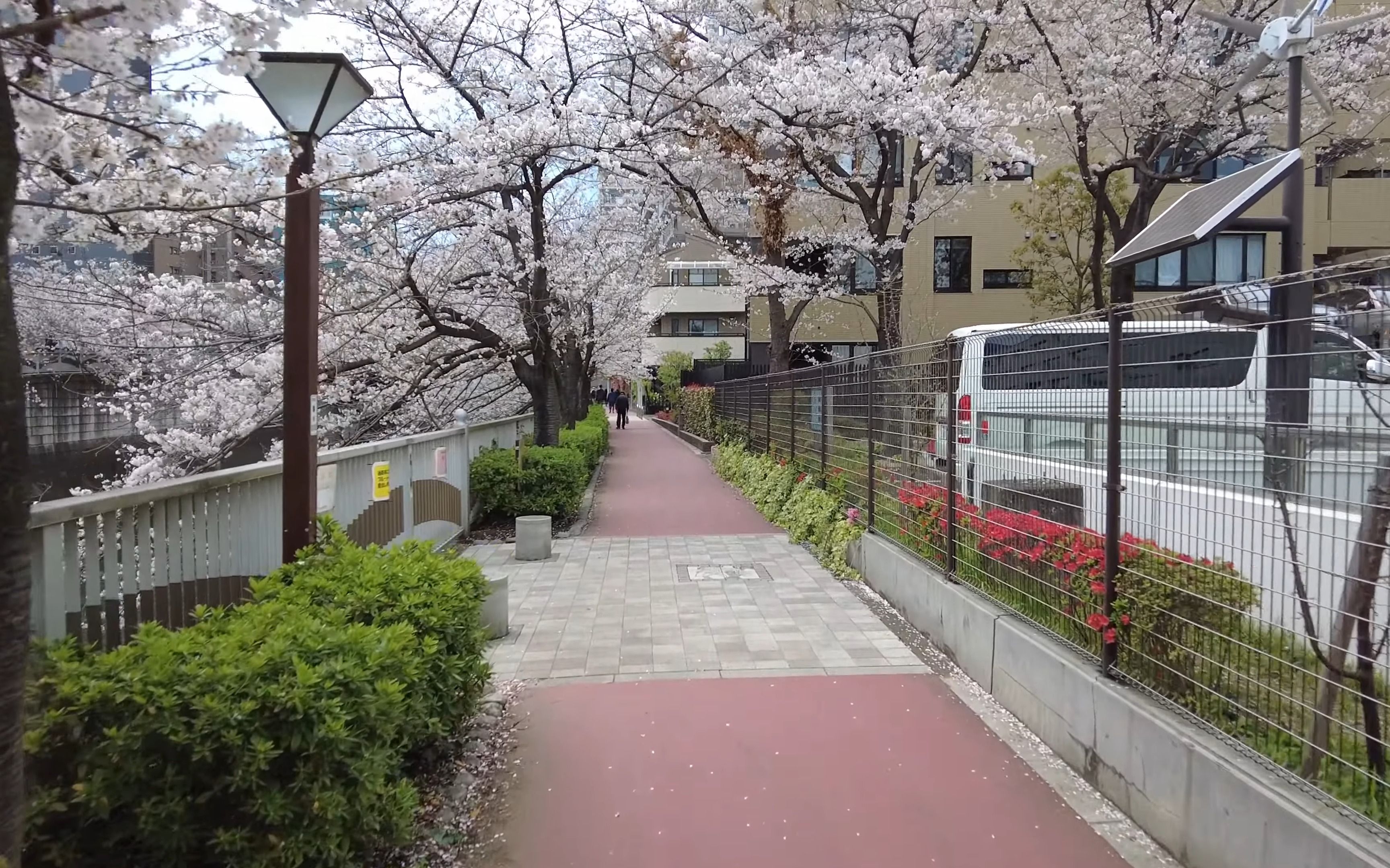 [图]【4K超清日本】漫步东京都目黑区  漫步在烂漫樱花桥道旁  城市漫步