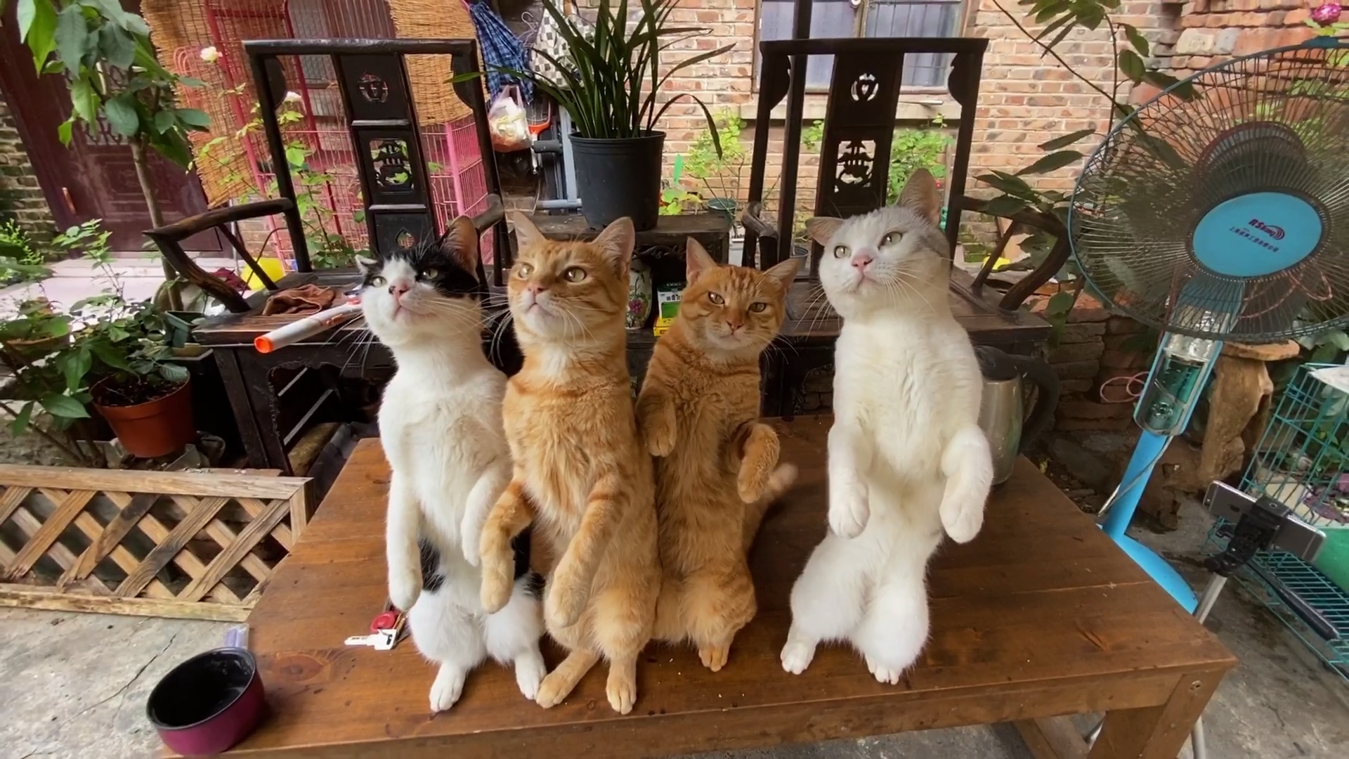 花的海洋猫咪的世界小院子里生活着一群可爱的小吃货