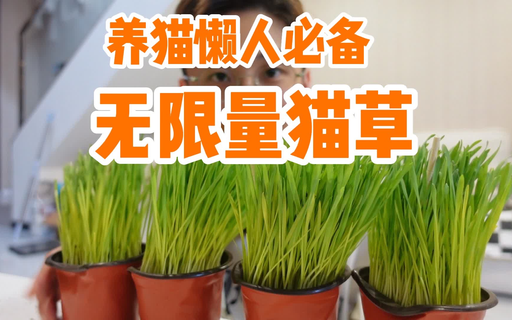 [图]懒人都嫌种猫草麻烦？从此家里的草比猫掉的毛都多了。。。