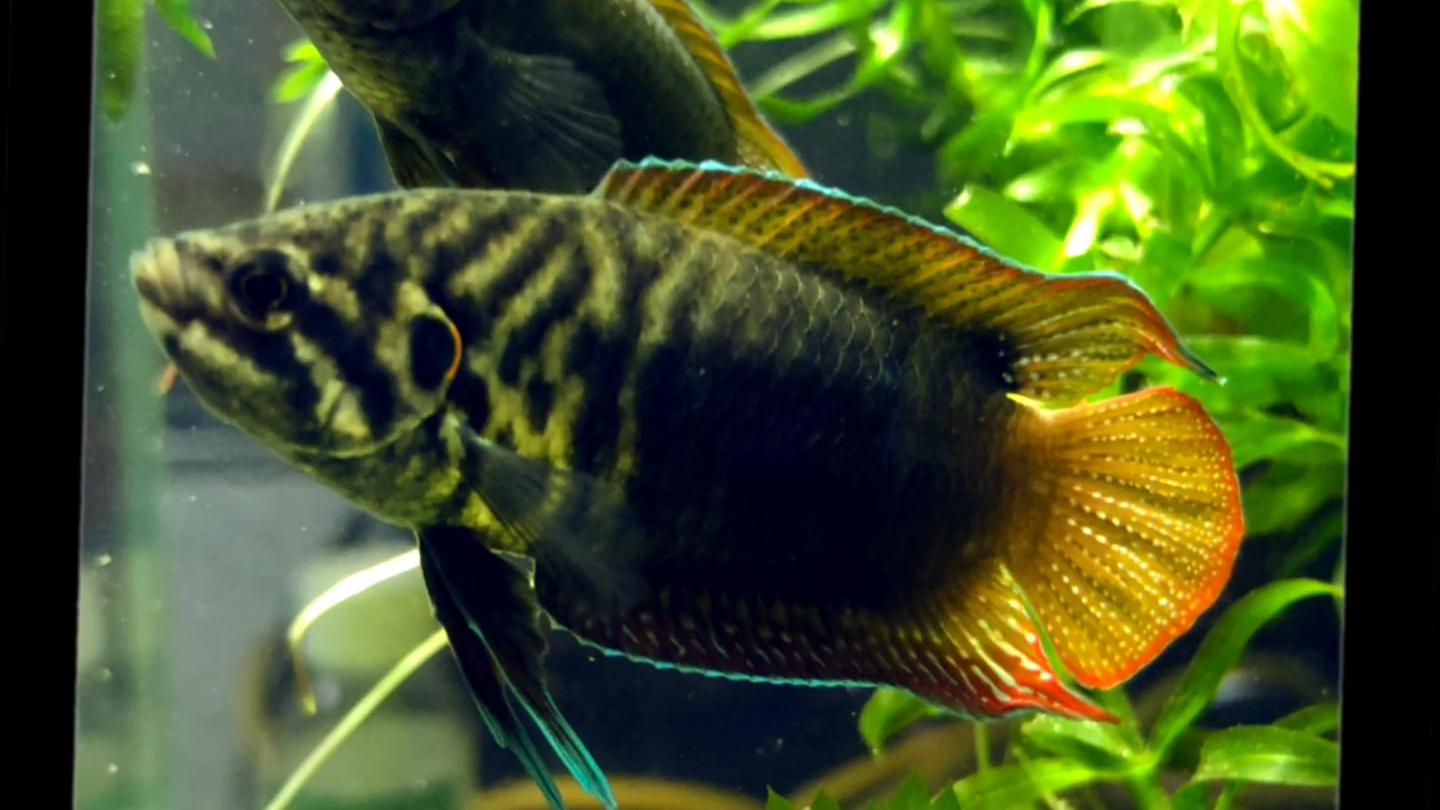 漂亮的原生鱼圆尾斗鱼,带着蓝光