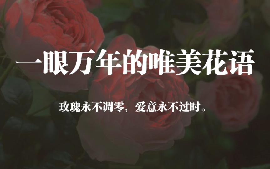 一眼万年的唯美花语 玫瑰永不凋零,爱意永不过时.哔哩哔哩bilibili