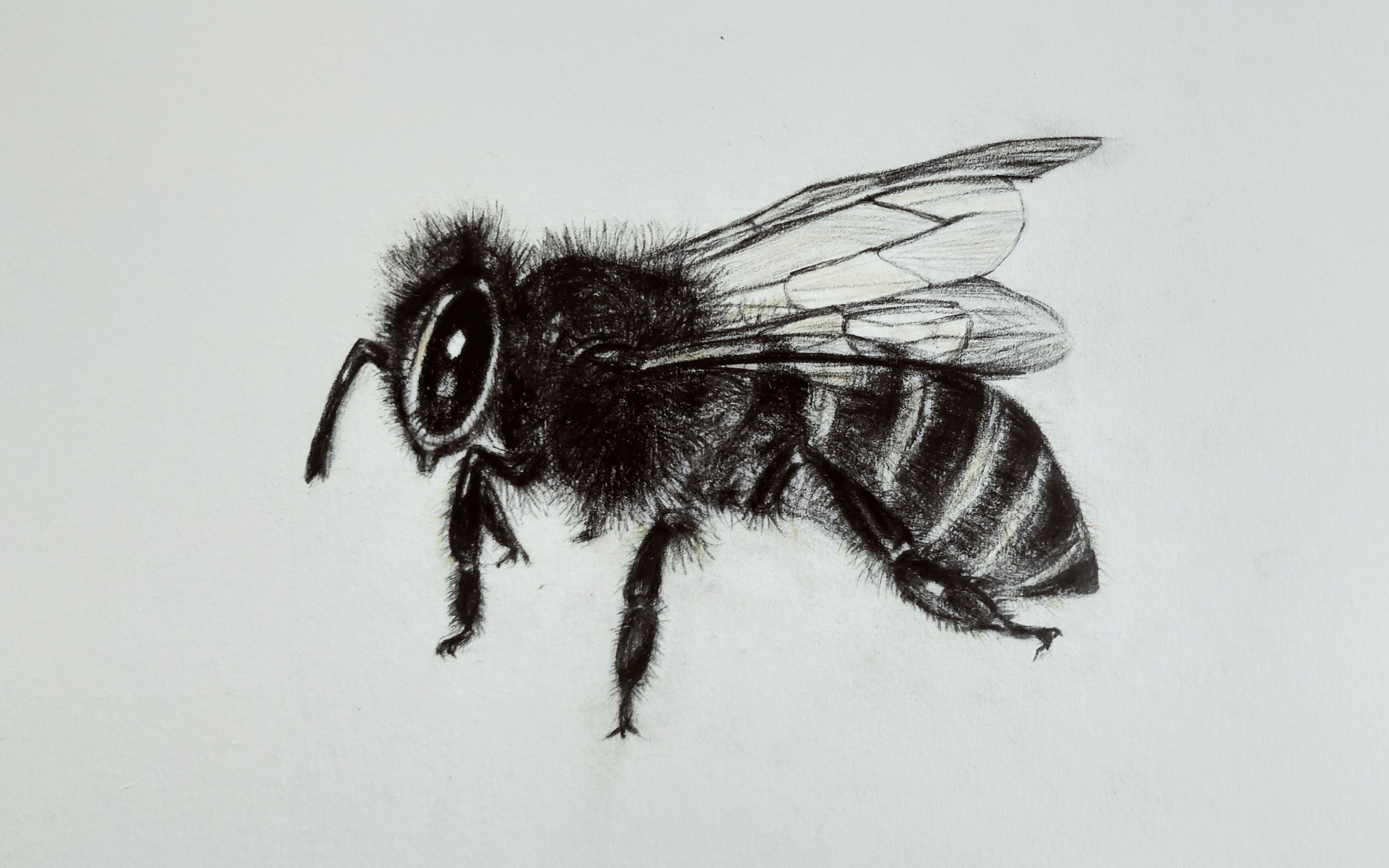 蜜蜂素描图片 简单图片