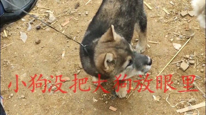 狗市小土狗卖了1千块钱,这种极品小田园犬半年才出现一只哔哩哔哩bilibili