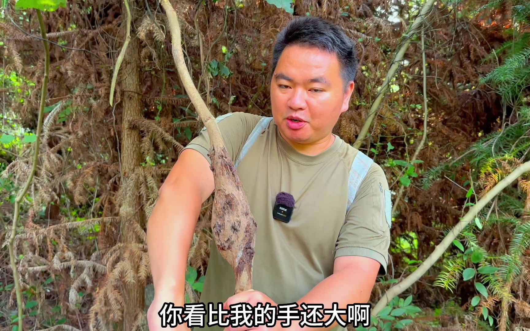 葛根藤里面有一种美食叫葛根虫,又香又脆,大部分人没吃过哔哩哔哩bilibili