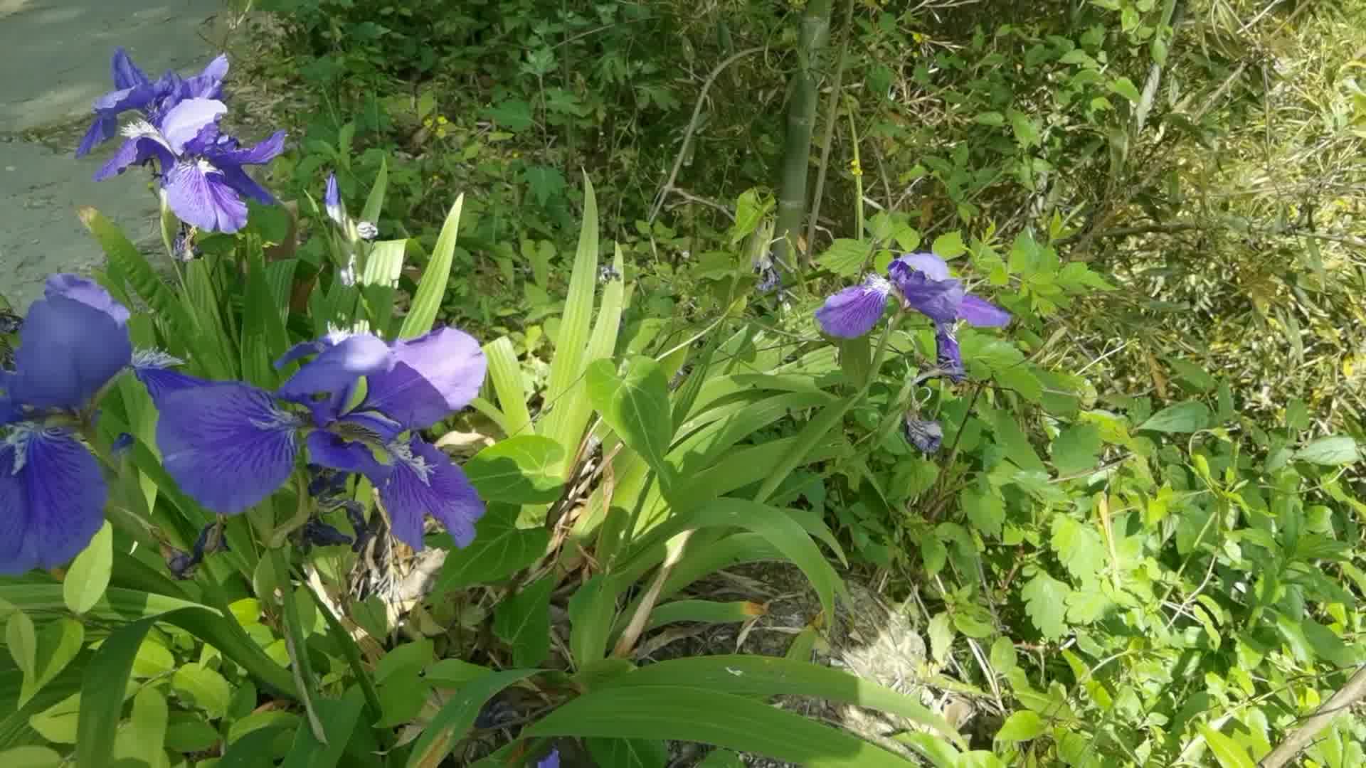 如此奇异的美丽花朵——鸢尾紫蝴蝶,它的作用可不小,大自然本草哔哩哔哩bilibili