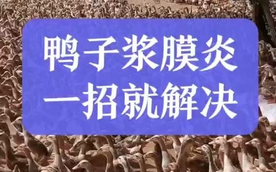 鸭子腿软转不稳怎么回事?鸭子晚上一直在圈里打转什么情况?小鸭走路摇头晃脑怎么回事?鸭子走路不稳怎么办?哔哩哔哩bilibili