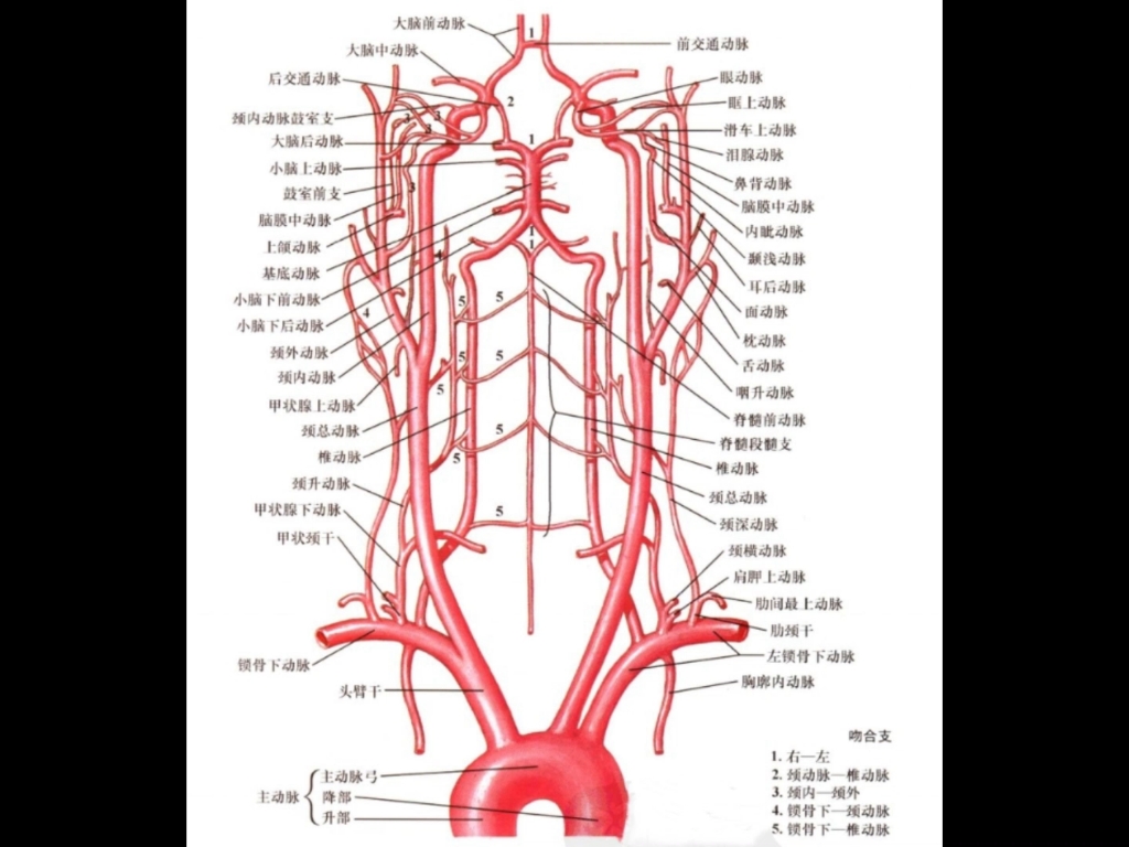 willis 环及颈部血管哔哩哔哩bilibili