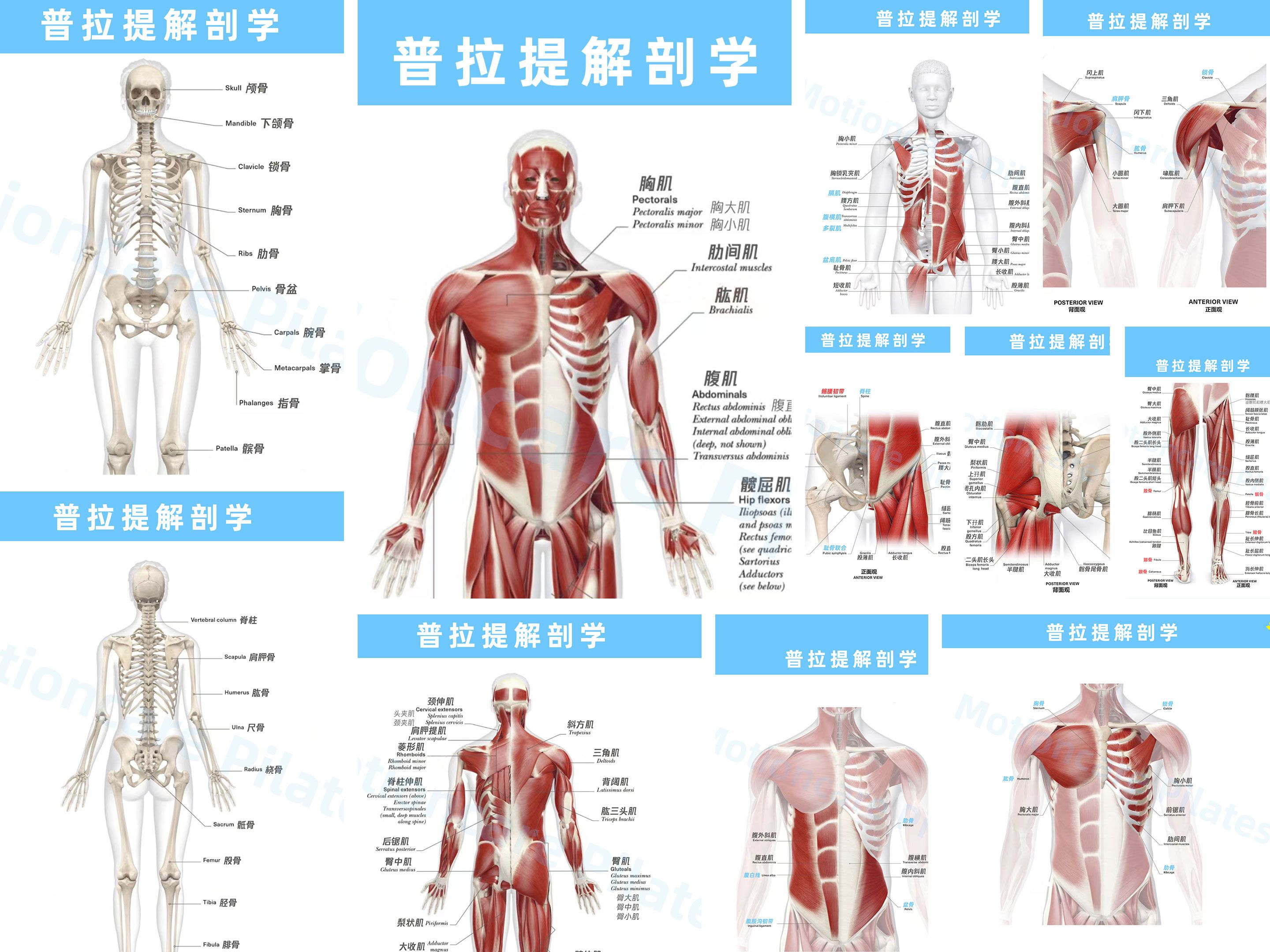 骨骼肌组成图片