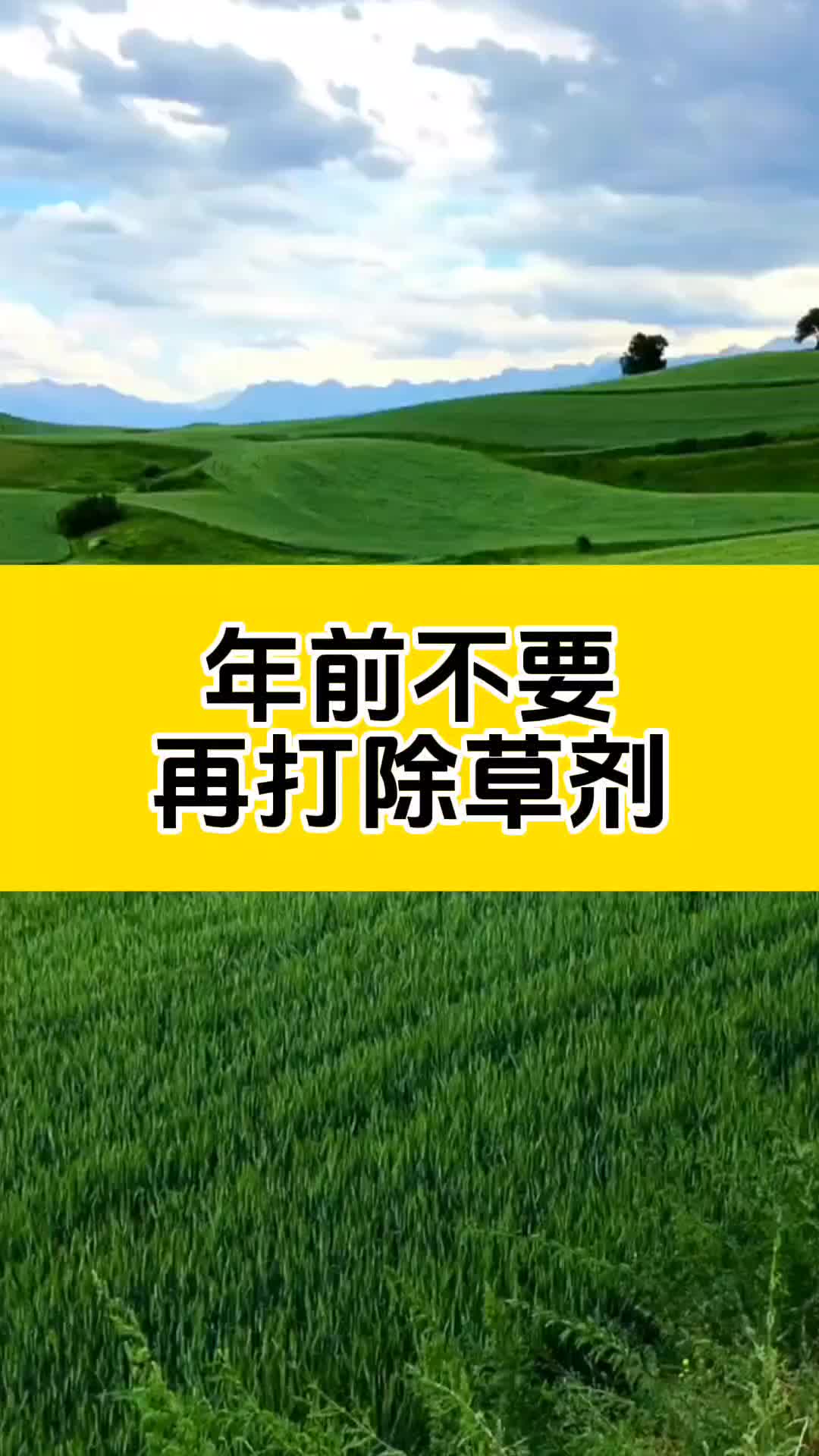 小麦年前不要再打除草剂了哔哩哔哩bilibili