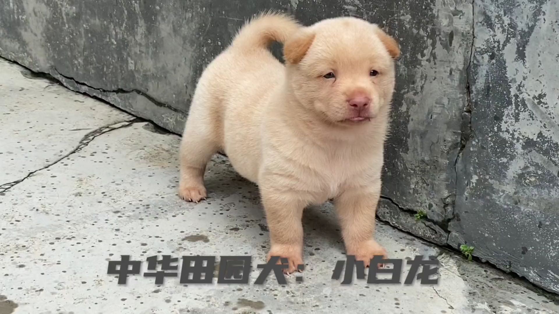 发现两条中华田园犬:小白龙,体型十分威武霸气