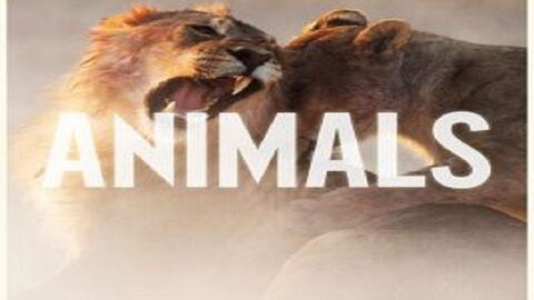 1080P60】Animals中英双字幕魔力红Animals收藏级画质Maroon 5-Animals-哔哩哔哩