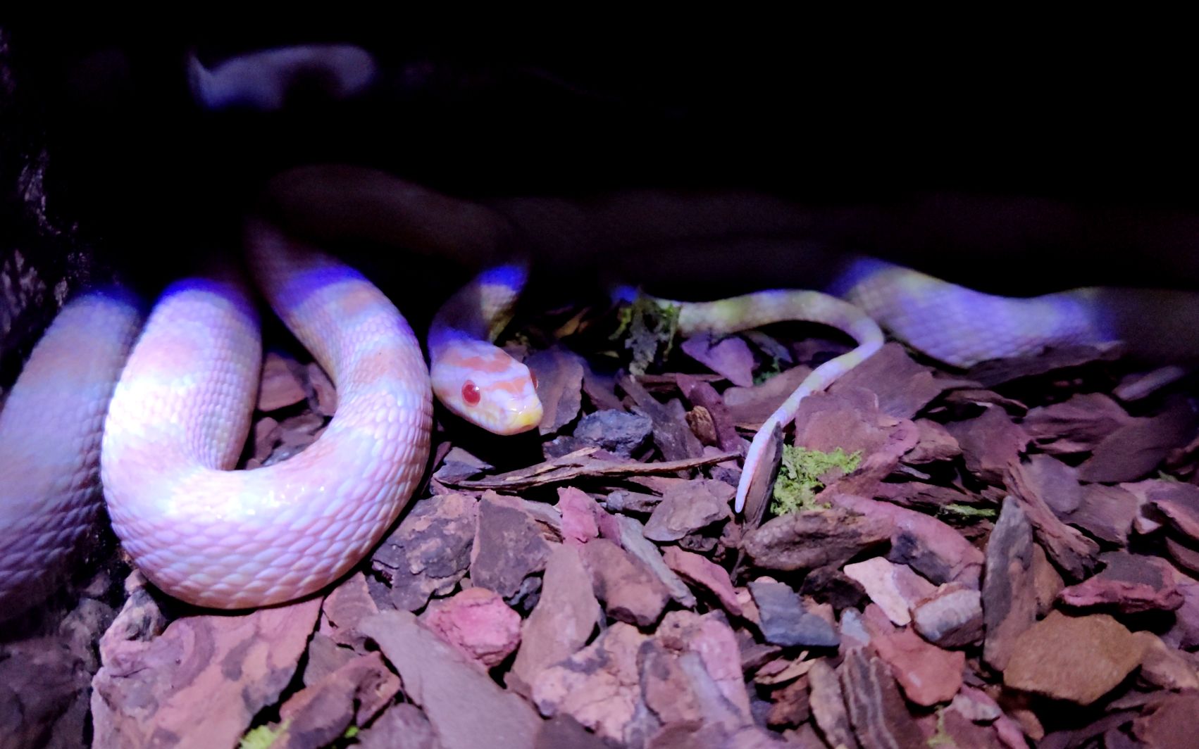 【玉米蛇】极端反转和火焰玉米蛇的开箱 隔年见系列