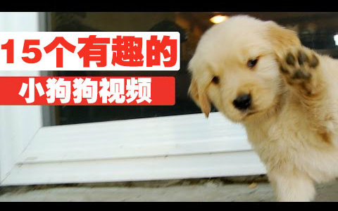 [图]【宠物】15个有趣的小狗狗宠物视频合集 15 Funny Puppy Pet Video Compilation 20