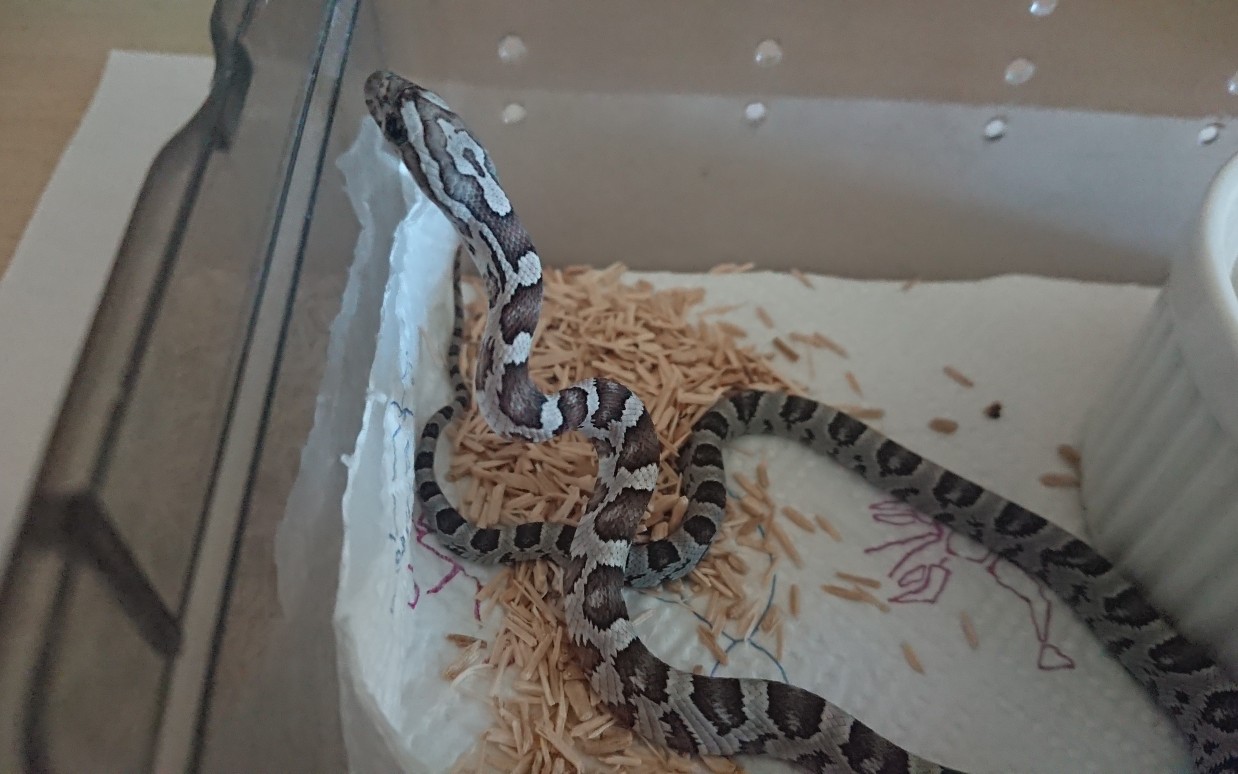 200买的可爱小玉米蛇开箱(炭黑)_哔哩哔哩 (゜-゜)つロ 干杯~-bili