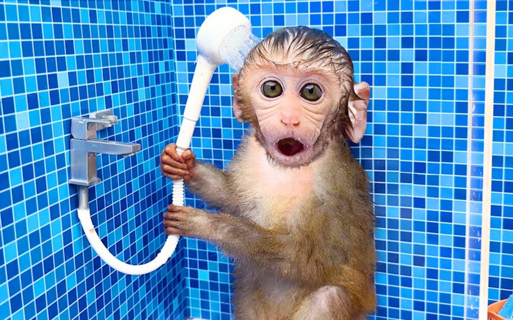 奇趣小猴子:小猴子在浴室洗澡,然后和小鸭子在泳池吃西瓜!