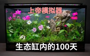 Download Video: 上帝模拟器——森林生态缸运营100天里的变化