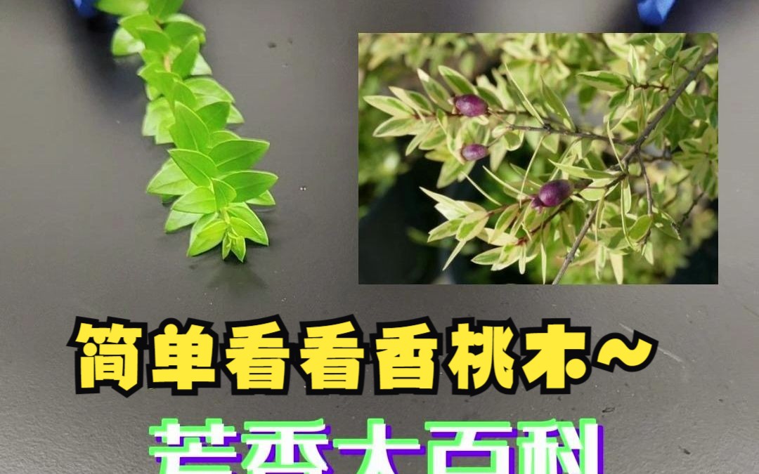 芳香疗法中的香桃木长什么样?哔哩哔哩bilibili