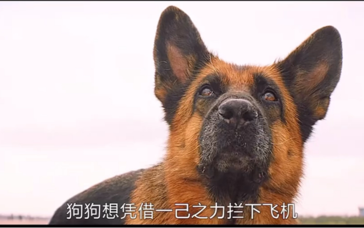 忠犬帕尔玛