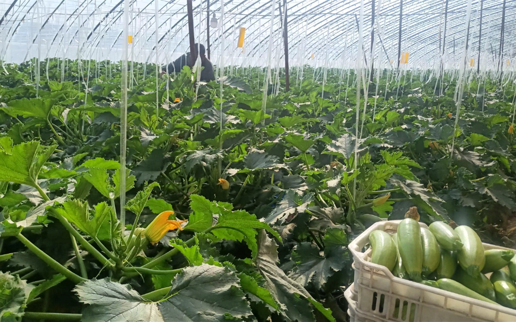 农村实践调查(种植蔬菜大棚对农民收入的提高),劳动密集型产业的对