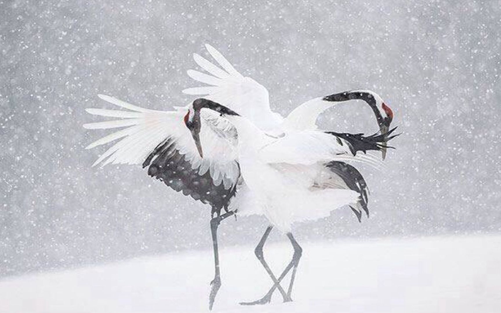 梅妻鹤子上鹤形