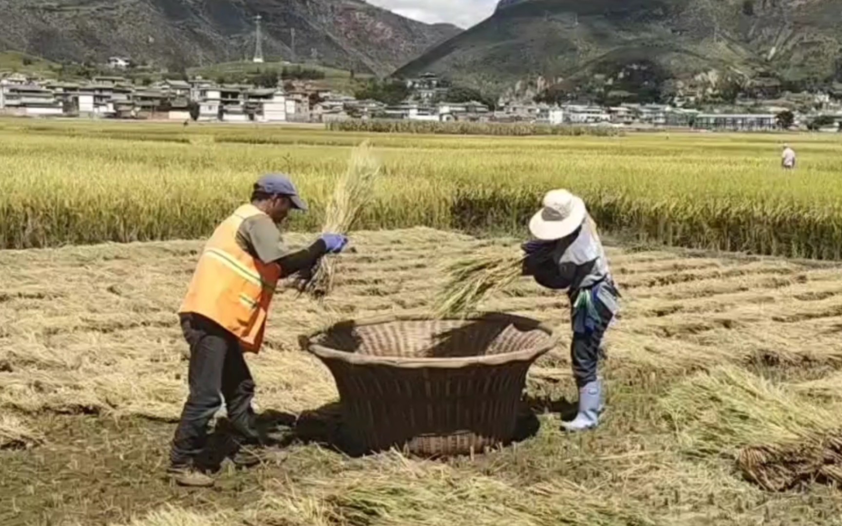 [图]锄禾日当午，汗滴禾下土，谁知盘中餐，粒粒皆辛苦。。。