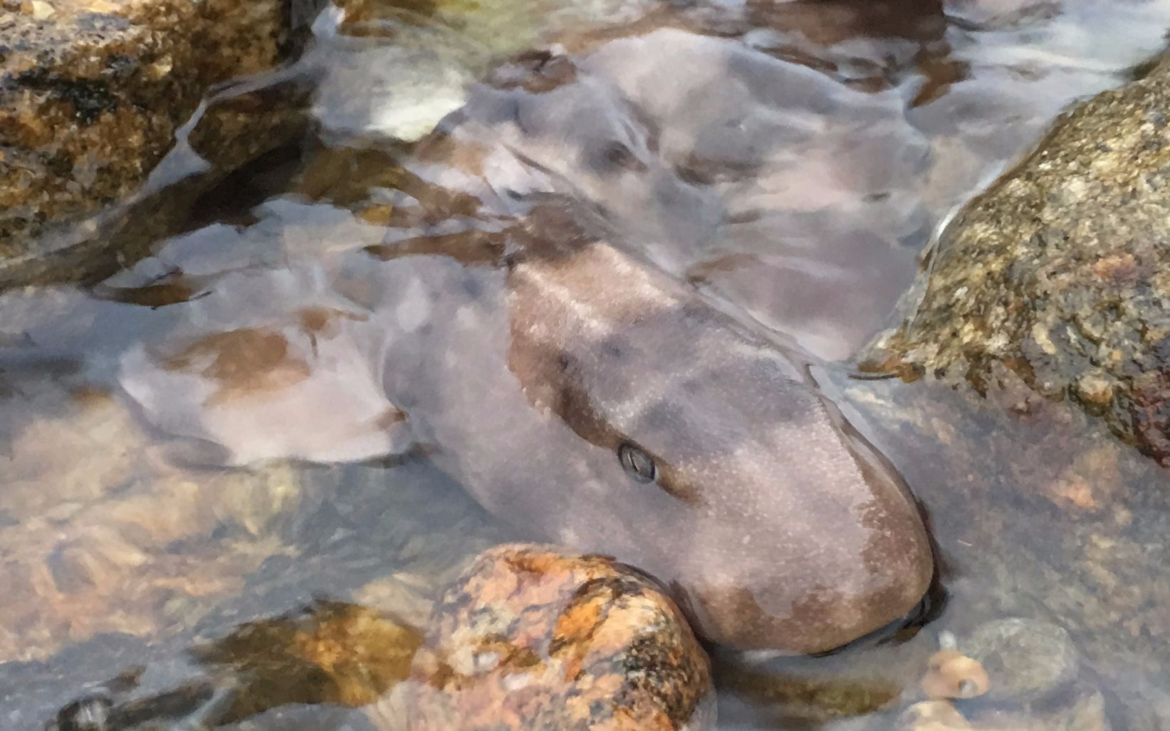 闲牛赶海有好货,抓到一条价值几百元一斤的九沙鱼,还有海鳗,爽