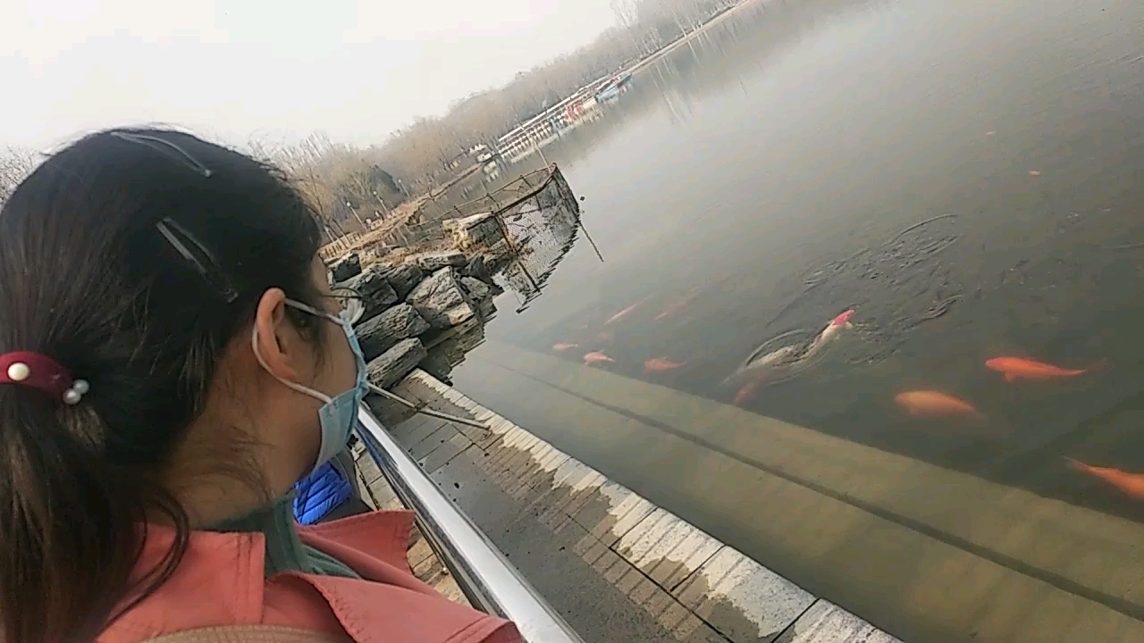 奥森公园的鱼,鸭,雁 230307