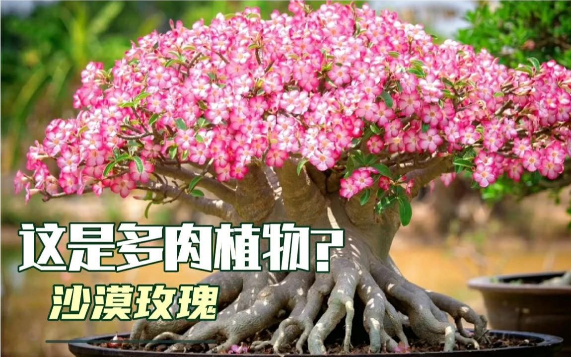 [图]养成这样的多肉植物你见过吗？——沙漠玫瑰