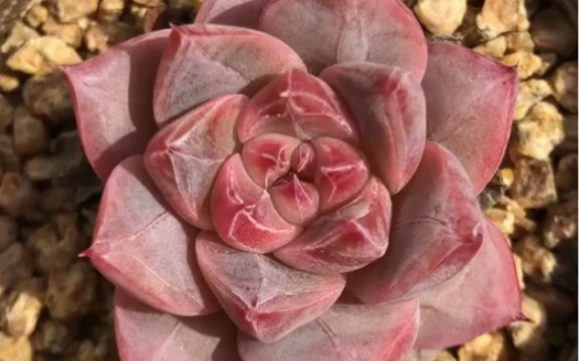 很漂亮的一颗莲花座多肉月神