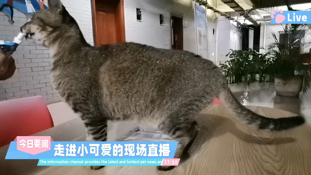 [图]猫猫在线吃播（谁没有一只可爱春风雀啊啊啊啊，就是偶尔不可以摸）