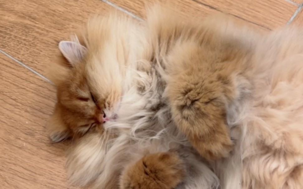 03.06今日小主播嘟嘟金金和哪吒(邓峰猫舍直播第三场)