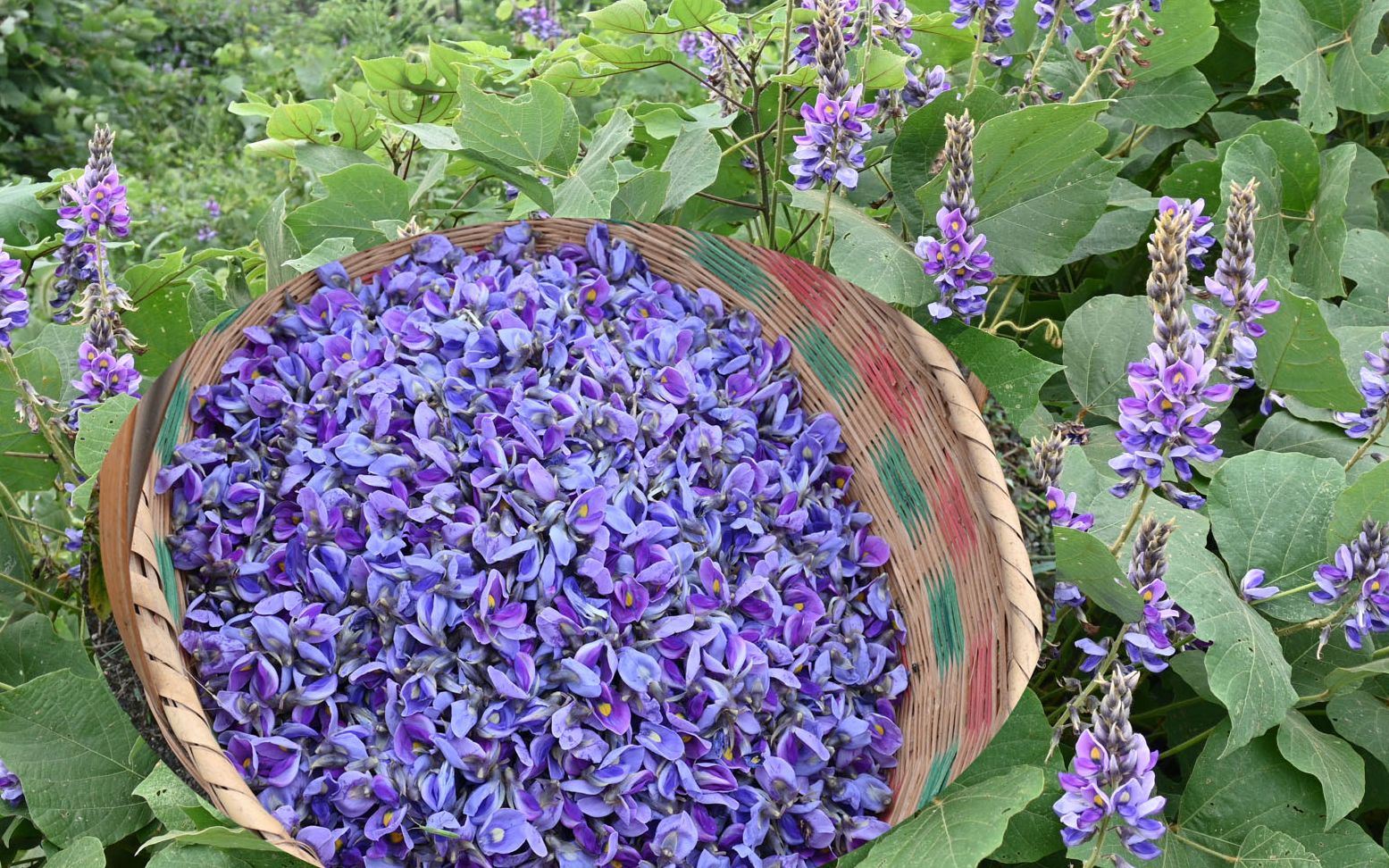 看见野葛根花盛开,小叶提着篮子来采摘,教大家做个好喝的花茶_哔哩