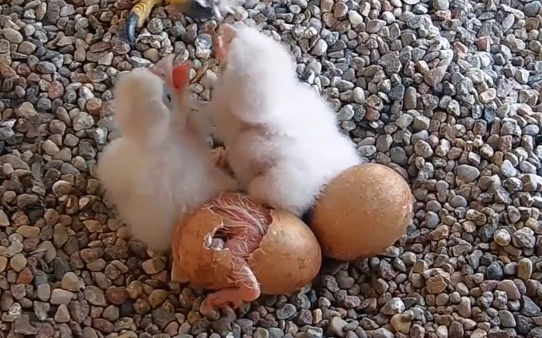 游隼宝宝破壳全过程,欢迎来到这个世界,小可爱_哔哩哔哩_bilibili